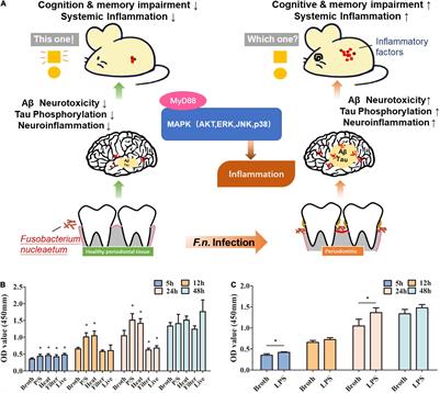 Frontiers | The Periodontal Pathogen Fusobacterium nucleatum 